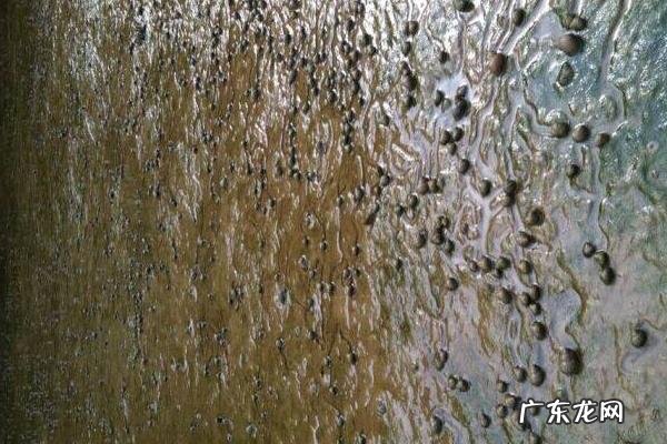 田螺养殖技术，可选择搭配养殖法