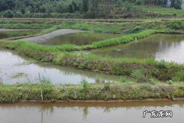 田螺养殖技术，可选择搭配养殖法