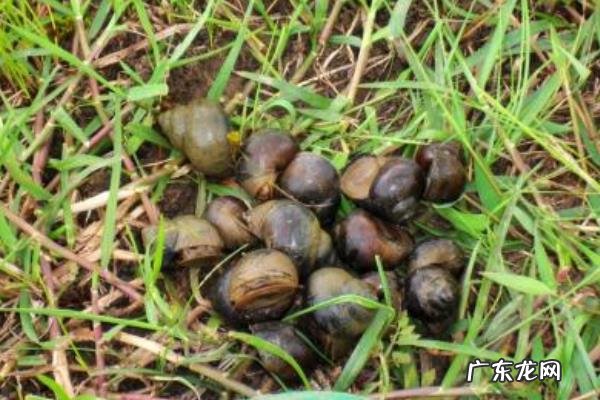 田螺养殖技术，可选择搭配养殖法