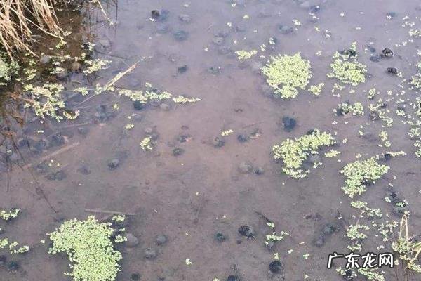 田螺养殖技术，可选择搭配养殖法