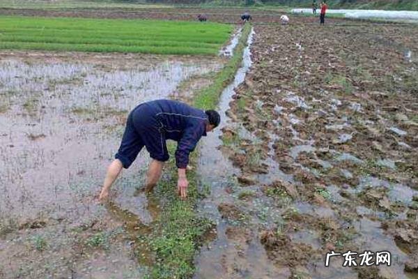 田螺养殖技术，可选择搭配养殖法