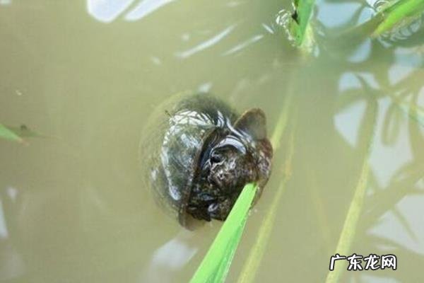 田螺养殖技术，可选择搭配养殖法