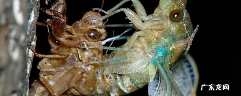 金蝉养殖技术,用物理方法来防御天敌