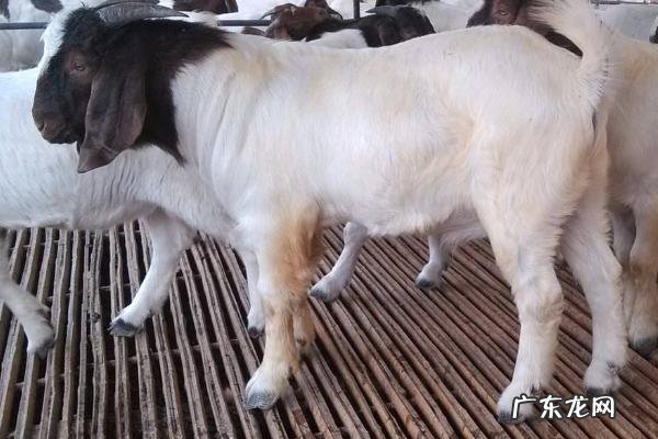 波尔山羊养殖技术,不同的季节的喂养方式不同