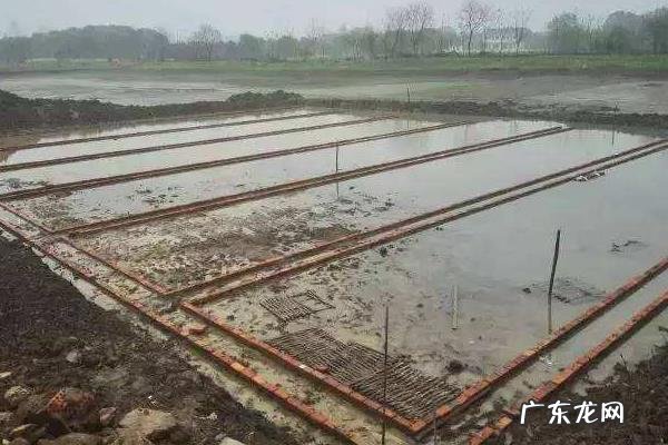 黑鱼养殖注意事项，及时做好预防疾病和防逃工作