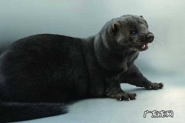 水貂养殖技术,养殖前要充分消毒