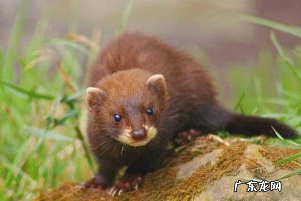 水貂养殖技术,养殖前要充分消毒