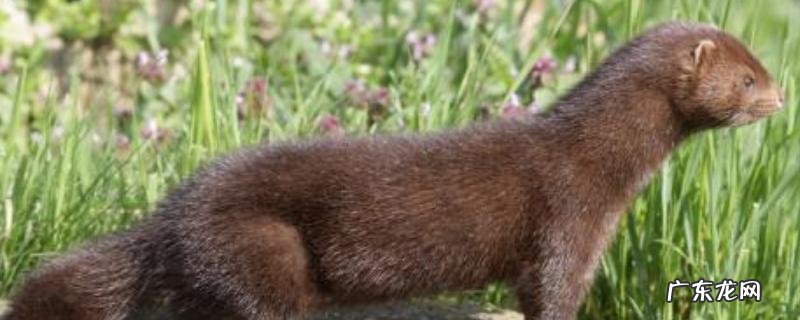 水貂养殖技术,养殖前要充分消毒