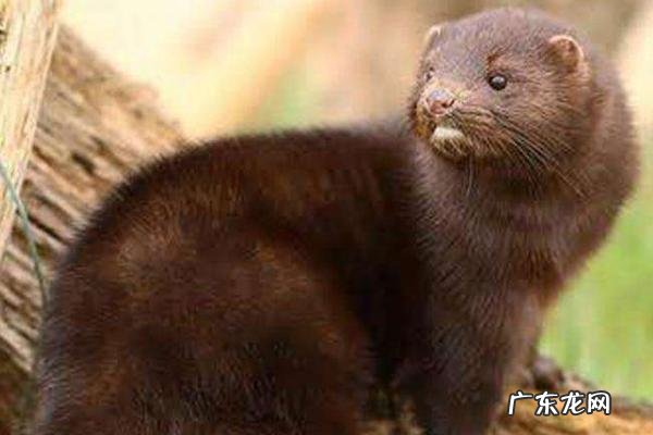 水貂养殖技术,养殖前要充分消毒