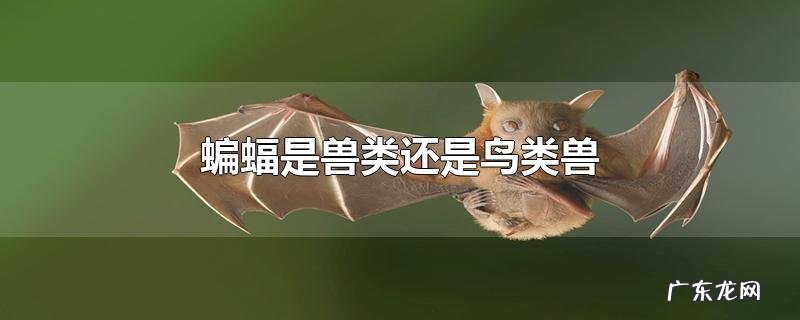 蝙蝠是兽类还是鸟类兽