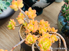 春萌缀化状态图 春萌缀化的风水寓意是什么