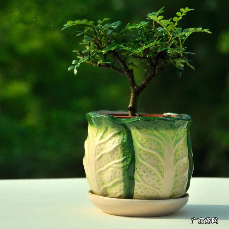 清香木的风水作用