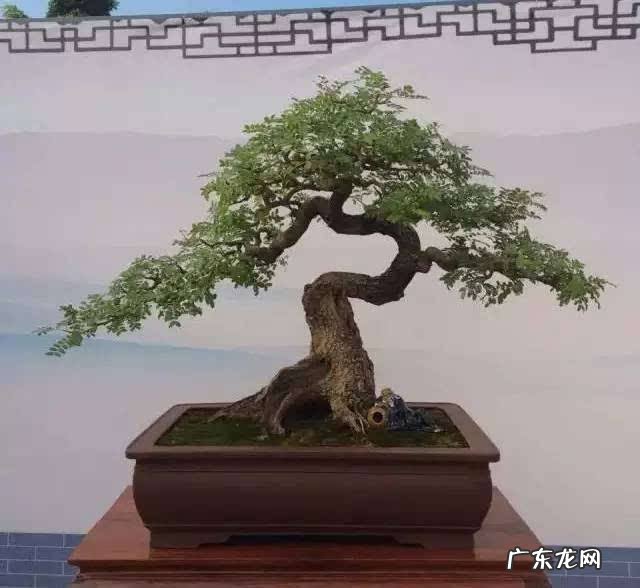 清香木的风水作用