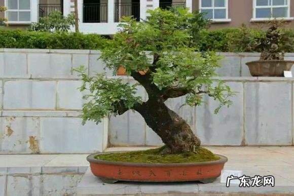 清香木的风水作用