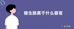 猪生肠属于什么器官