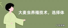大麦虫养殖技术，选择体型大、体色光滑的幼虫作为种虫