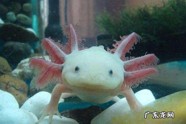 六角恐龙怎么养,根据体型的大小选择养殖箱