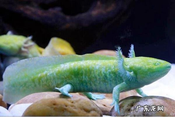 六角恐龙怎么养,根据体型的大小选择养殖箱