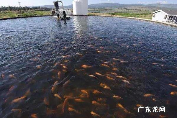 罗非鱼养殖管理规范,夏季加大饲喂量