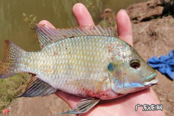 罗非鱼养殖管理规范,夏季加大饲喂量
