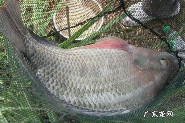 罗非鱼养殖管理规范,夏季加大饲喂量