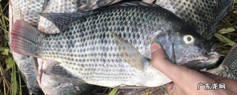 罗非鱼养殖管理规范,夏季加大饲喂量