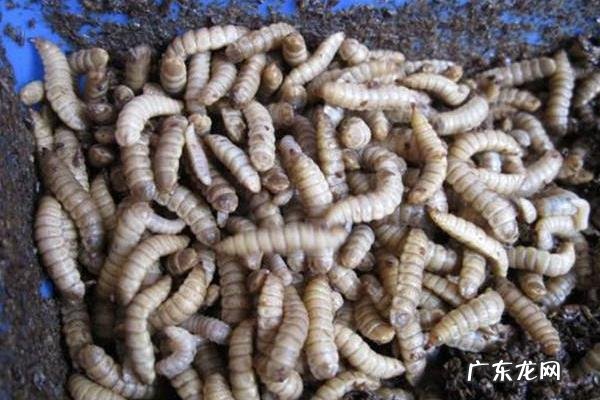 黑水虻养殖技术,分为盒养与池养