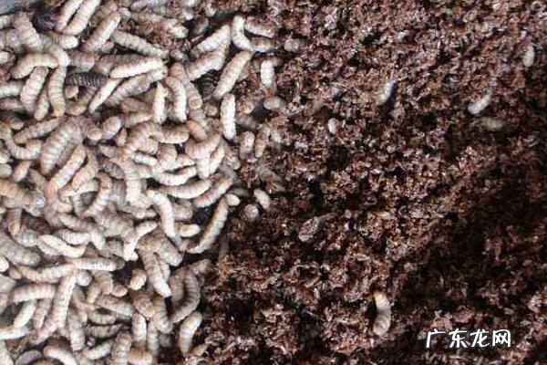 黑水虻养殖技术,分为盒养与池养