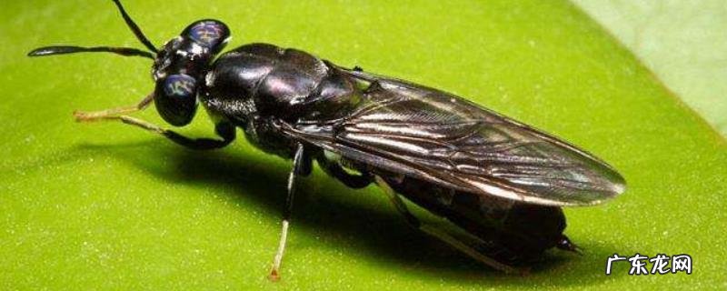 黑水虻养殖技术,分为盒养与池养