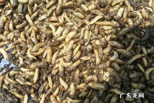 黑水虻养殖技术,分为盒养与池养