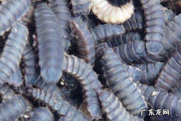 黑水虻养殖技术,分为盒养与池养