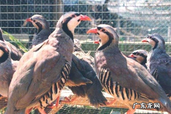 鹧鸪养殖注意什么,温度、光照、环境和饲养方面都需要注意