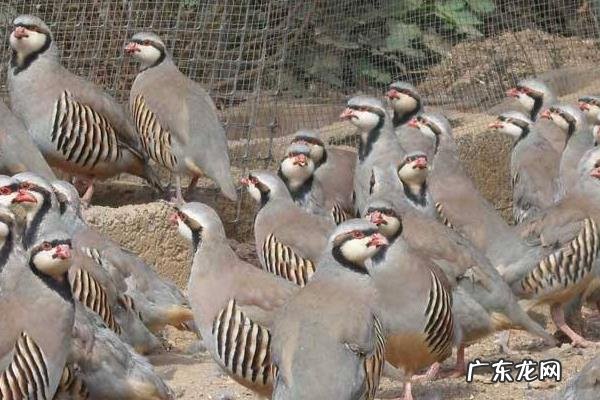 鹧鸪养殖注意什么,温度、光照、环境和饲养方面都需要注意