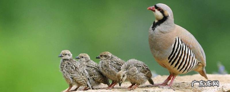 鹧鸪养殖注意什么,温度、光照、环境和饲养方面都需要注意