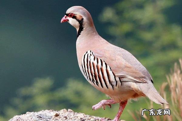 鹧鸪养殖注意什么,温度、光照、环境和饲养方面都需要注意