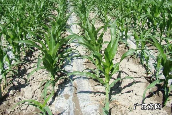 玉米滴灌种植施肥方法