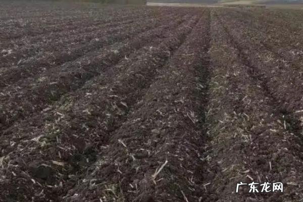 玉米滴灌种植施肥方法