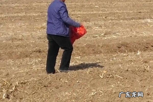 玉米滴灌种植施肥方法
