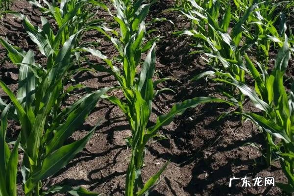 玉米滴灌种植施肥方法