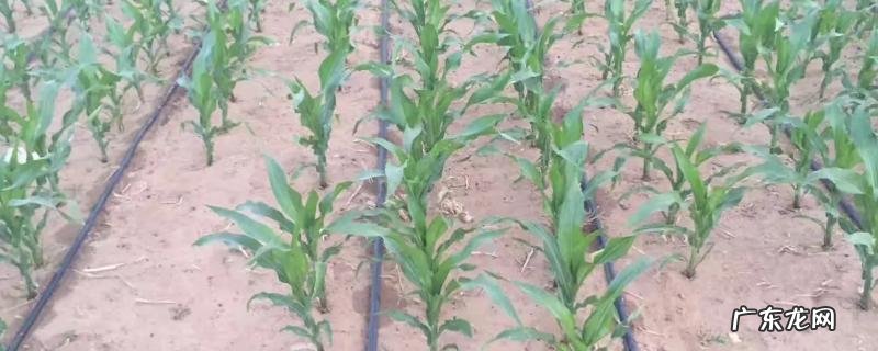 玉米滴灌种植施肥方法
