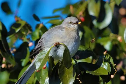 为什么下雨天鸟在天上乱飞-简短介绍
