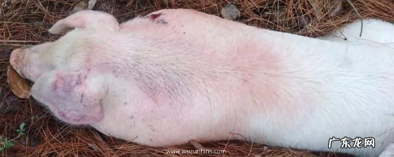 猪蓝耳病用什么药打针