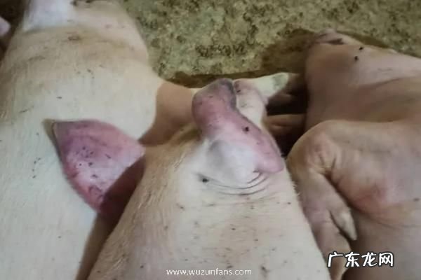 猪蓝耳病用什么药打针