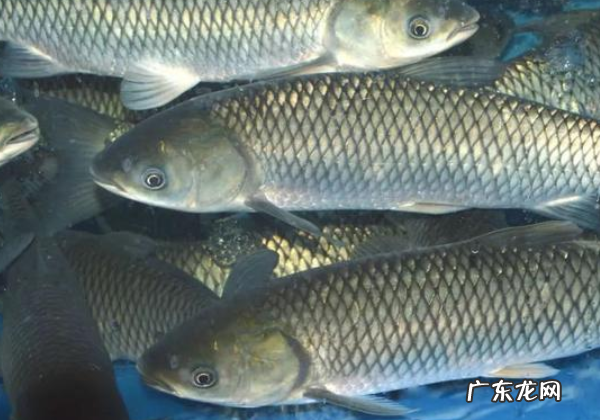 草鱼光喂草一年长几斤