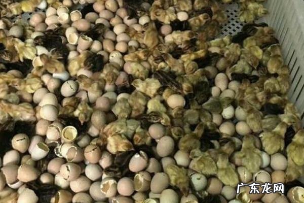 芦丁鸡孵化温度