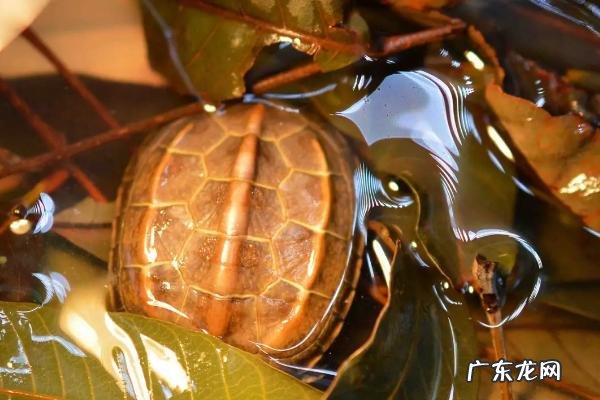 龙眼叶养龟有用吗