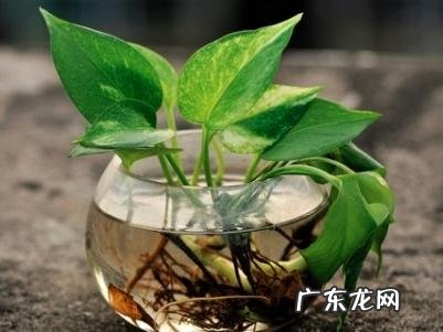 绿萝藤长了要不要剪风水