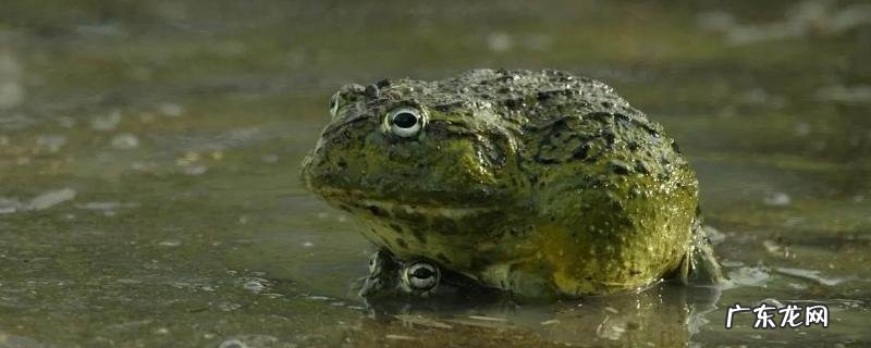 非洲牛蛙贵的原因