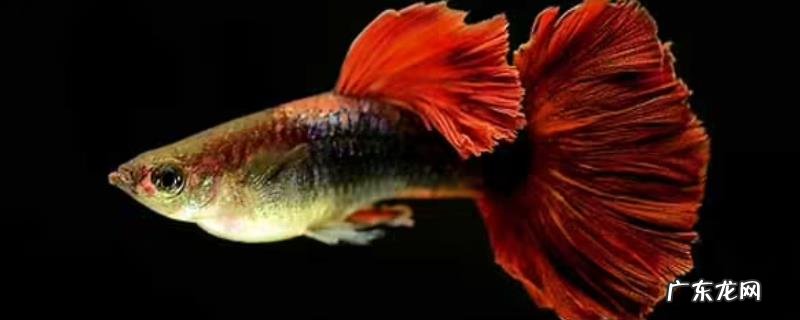 凤尾鱼多久繁殖一次