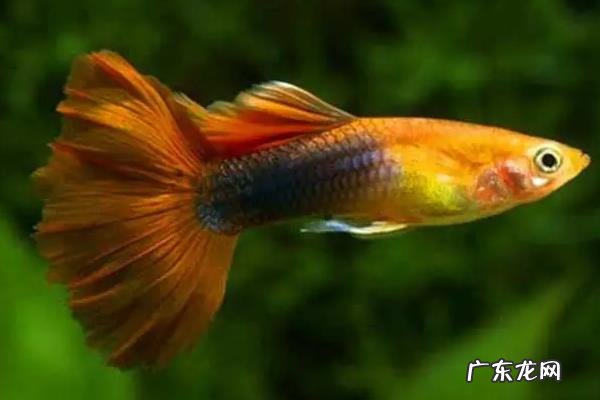 凤尾鱼多久繁殖一次